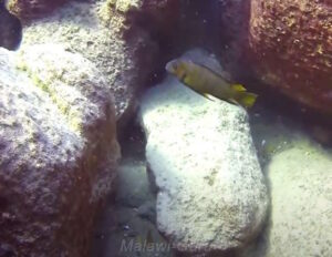 Metriaclima usisyae 'Mara Rocks'